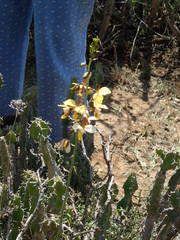 Euphorbia pseudocactus