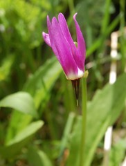 Primula austrofrigida