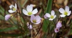 Cardamine pattersonii