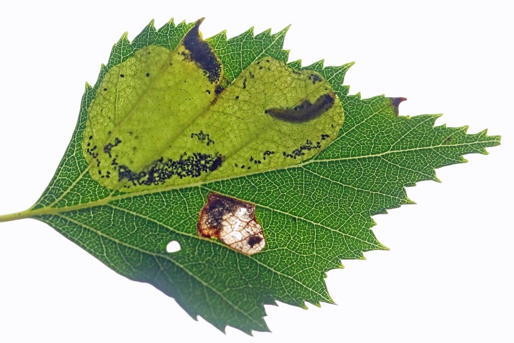 Fenusella
