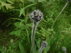 Pilosella cymosa