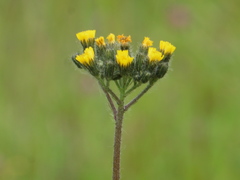 Pilosella cymosa
