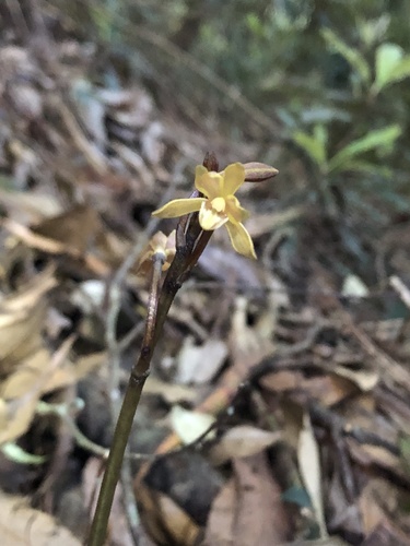 Lecanorchis suginoana iNat (3)
