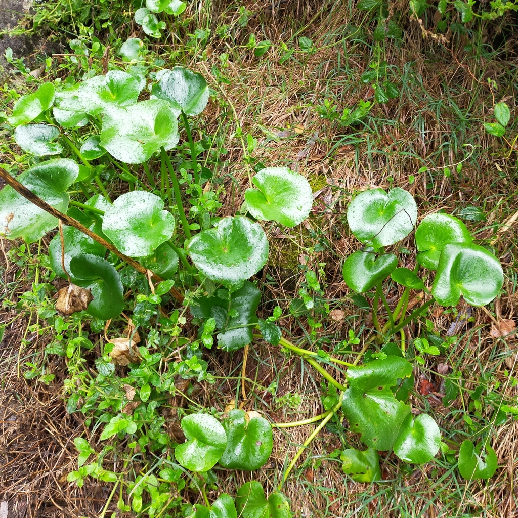 Porongurup Bogbean in June 2023 by sikorka. On Devil's Slide in the ...