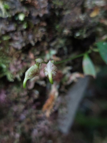 Image of Masdevallia amanda by (c) Daniel Mesa, some rights reserved (CC BY)