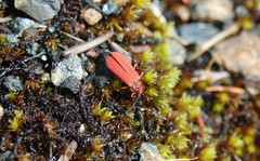 Dictyoptera simplicipes