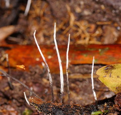 Xylaria filiformis