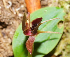 Chiloglottis grammata