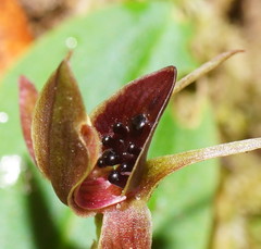 Chiloglottis grammata