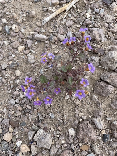 Nakedstem phacelia (Phacelia gymnoclada)