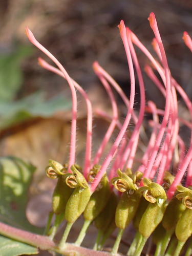 Image of Grevillea goodii by (c) Nina Kerr, some rights reserved (CC BY)