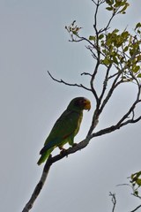 Amazona xantholora