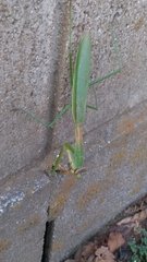 Tenodera sinensis