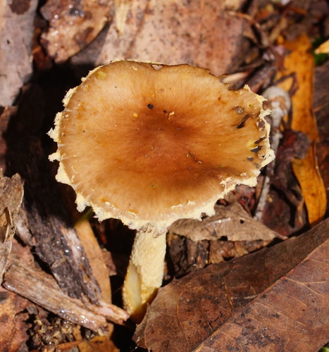 Psilocybe formosa image