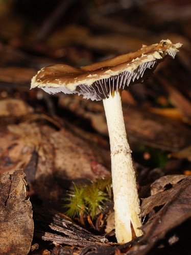 Psilocybe formosa image