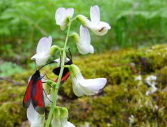 Zygaena osterodensis