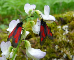 Zygaena osterodensis