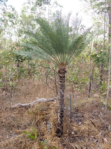 Image of Cycas armstrongii by (c) Nina Kerr, some rights reserved (CC BY)