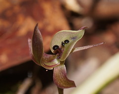 Chiloglottis gunnii