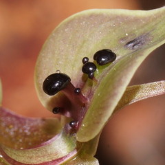Chiloglottis gunnii