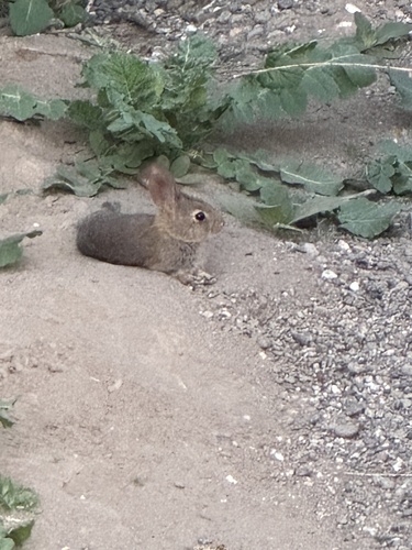 ブラシウサギ