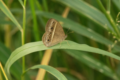 Mycalesis gotama nanda