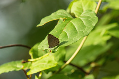 Jamides bochus formosanus