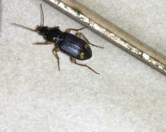 Chlaenius tetragonoderus