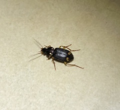 Chlaenius tetragonoderus