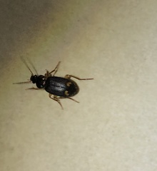 Chlaenius tetragonoderus