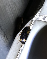 Chlaenius tetragonoderus