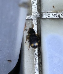 Chlaenius tetragonoderus