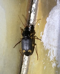 Chlaenius tetragonoderus