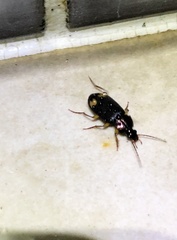 Chlaenius tetragonoderus