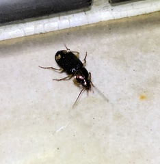 Chlaenius tetragonoderus