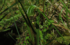 Pterostylis irsoniana