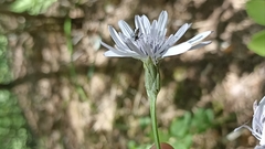 Scorzonera purpurea
