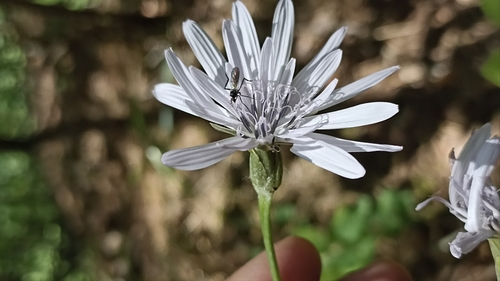 Scorzonera purpurea, photograph 1