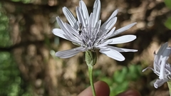 Scorzonera purpurea, photograph Вячеслав Юсупов, CC BY, iNaturalist via GBIF