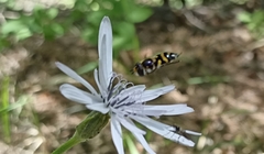 Scorzonera purpurea, photograph Вячеслав Юсупов, CC BY, iNaturalist via GBIF