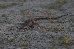 Aspidoscelis marmoratus