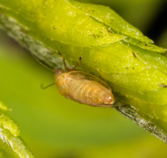 Heteropsylla