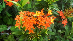 Ixora chinensis
