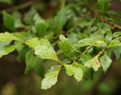 Phyllocladus aspleniifolius