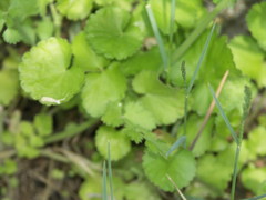 Pimpinella peregrina