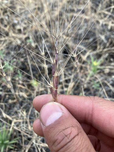 Image of Aegilops triuncialis by no rights reserved