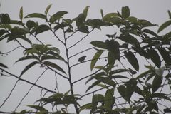 Chlorophonia flavirostris