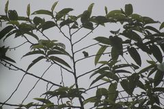 Chlorophonia flavirostris