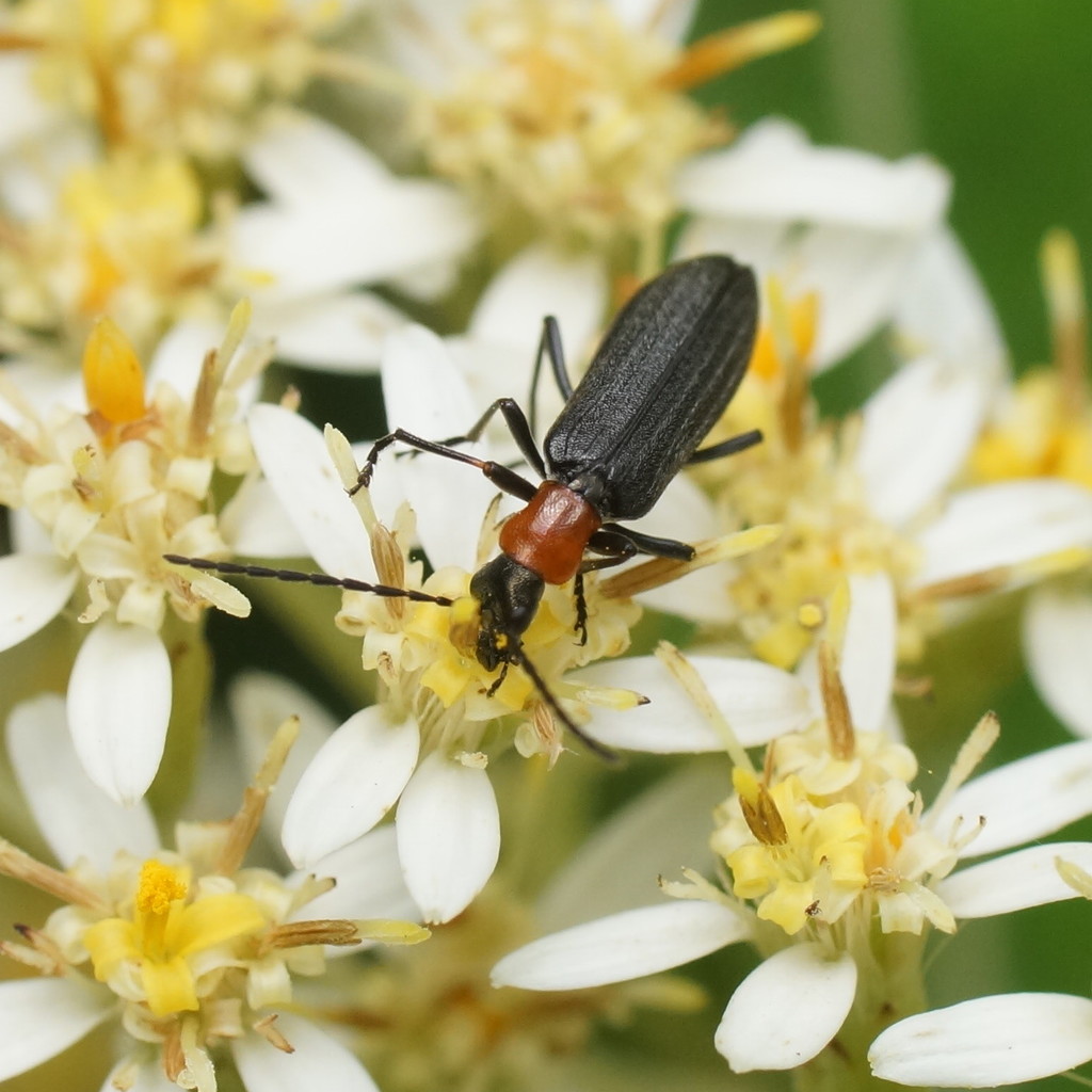 Dohrnia