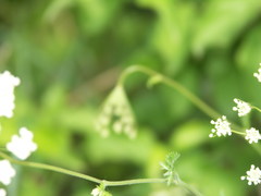 Pimpinella peregrina